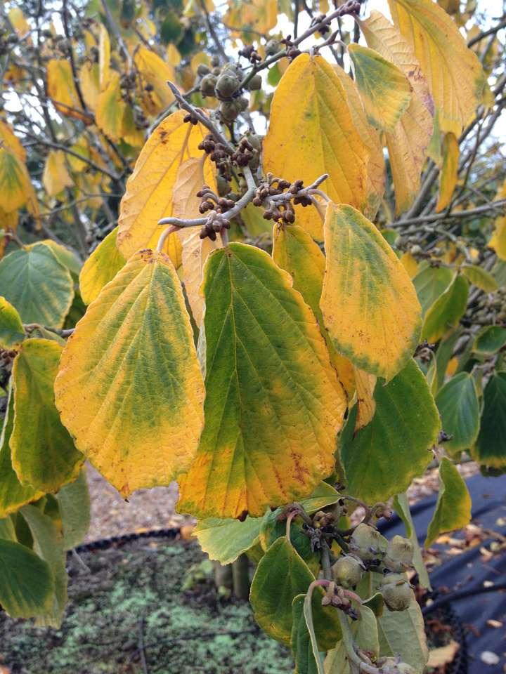 Hamamelis Intermedia 'westerstede' - View 11 from www redcrocus com
