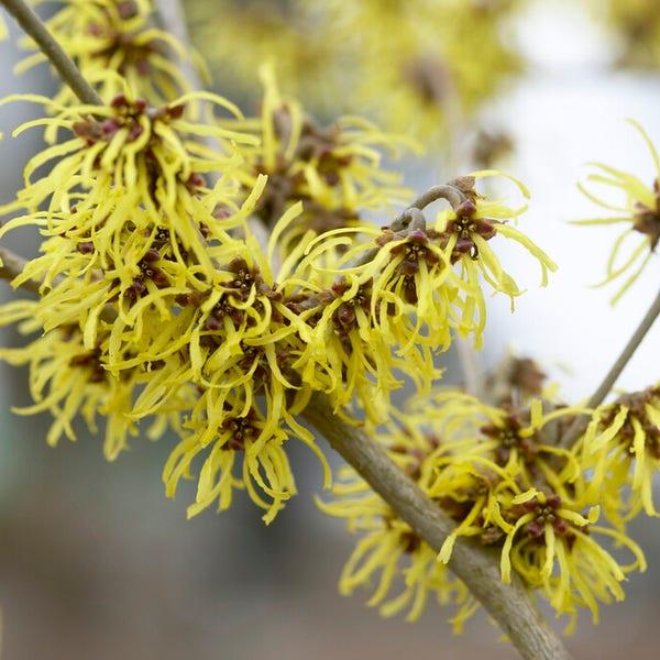 Hamamelis Intermedia 'westerstede' - View 15 from www redcrocus com