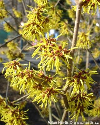 Hamamelis Intermedia 'westerstede' - View 16 from www redcrocus com