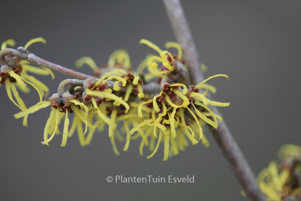 Hamamelis Intermedia 'westerstede' - View 17 from www redcrocus com