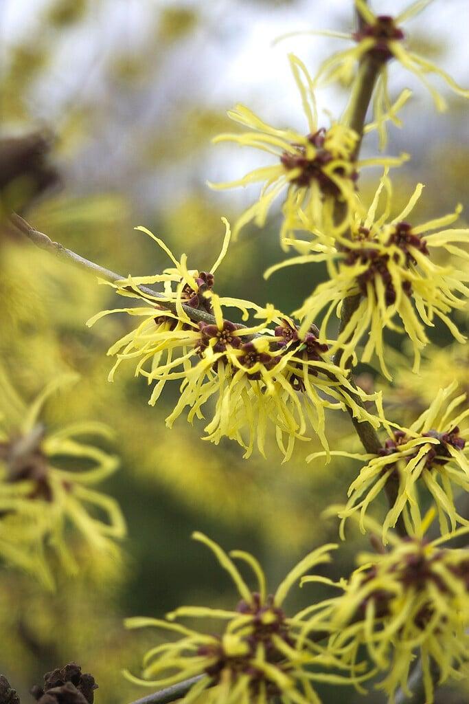 Hamamelis Intermedia 'westerstede' - View 19 from www redcrocus com