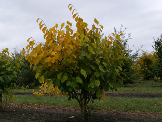 Hamamelis Intermedia 'westerstede' - View 1 from www redcrocus com
