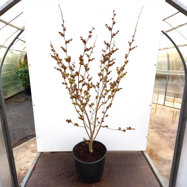 Hamamelis Intermedia 'westerstede' - View 20 from www redcrocus com