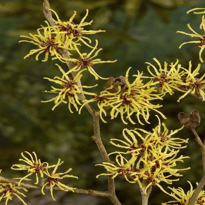 Hamamelis Intermedia 'westerstede' - View 22 from www redcrocus com