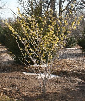 Hamamelis Intermedia 'westerstede' - View 23 from www redcrocus com