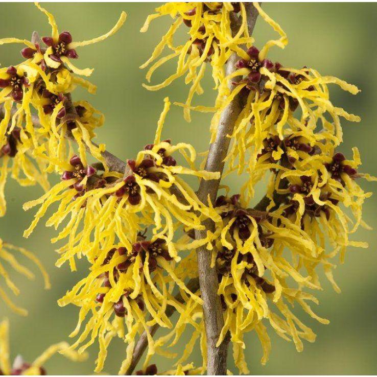 Hamamelis Intermedia 'westerstede' - View 27 from www redcrocus com