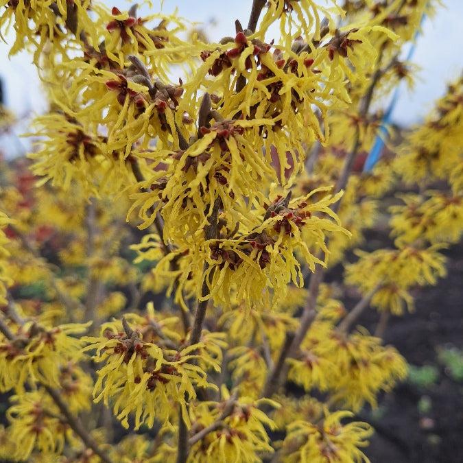 Hamamelis Intermedia 'westerstede' - View 29 from www redcrocus com