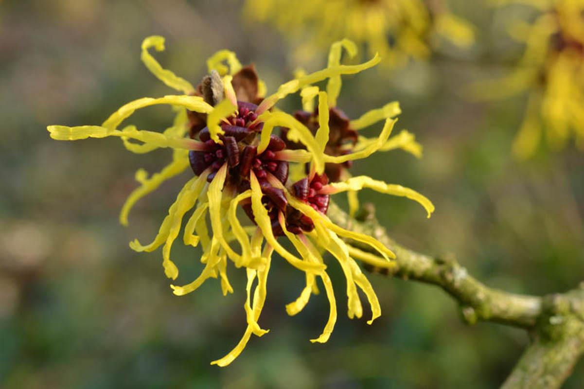 Hamamelis Intermedia 'westerstede' - View 31 from www redcrocus com