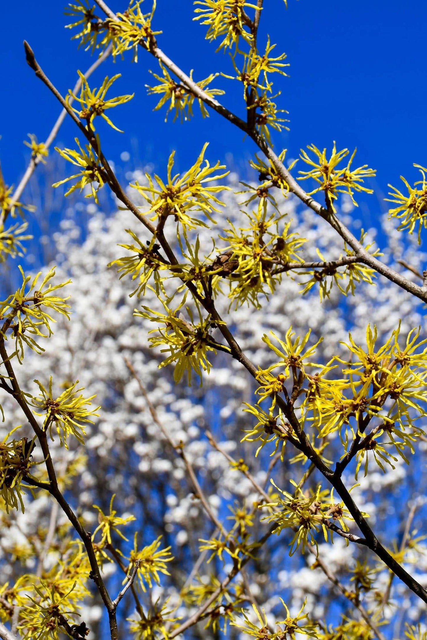 Hamamelis Intermedia 'westerstede' - View 33 from www redcrocus com