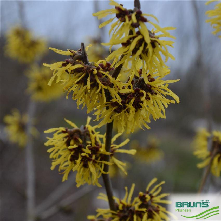Hamamelis Intermedia 'westerstede' - View 34 from www redcrocus com