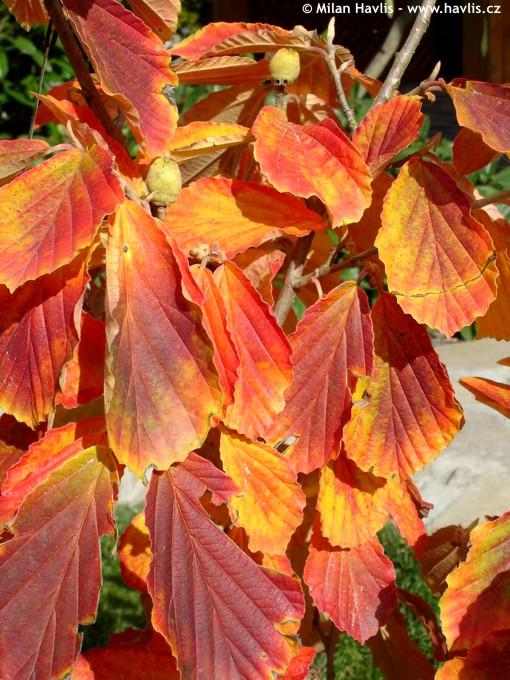 Hamamelis Intermedia 'westerstede' - View 35 from www redcrocus com