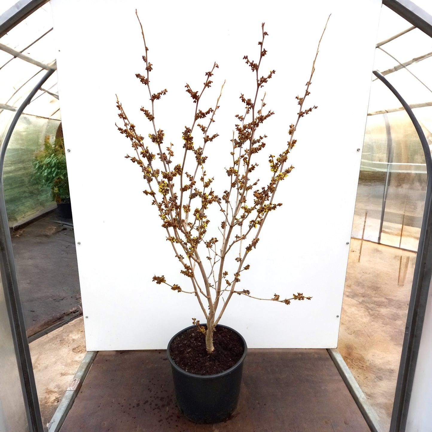 Hamamelis Intermedia 'westerstede' - View 36 from www redcrocus com