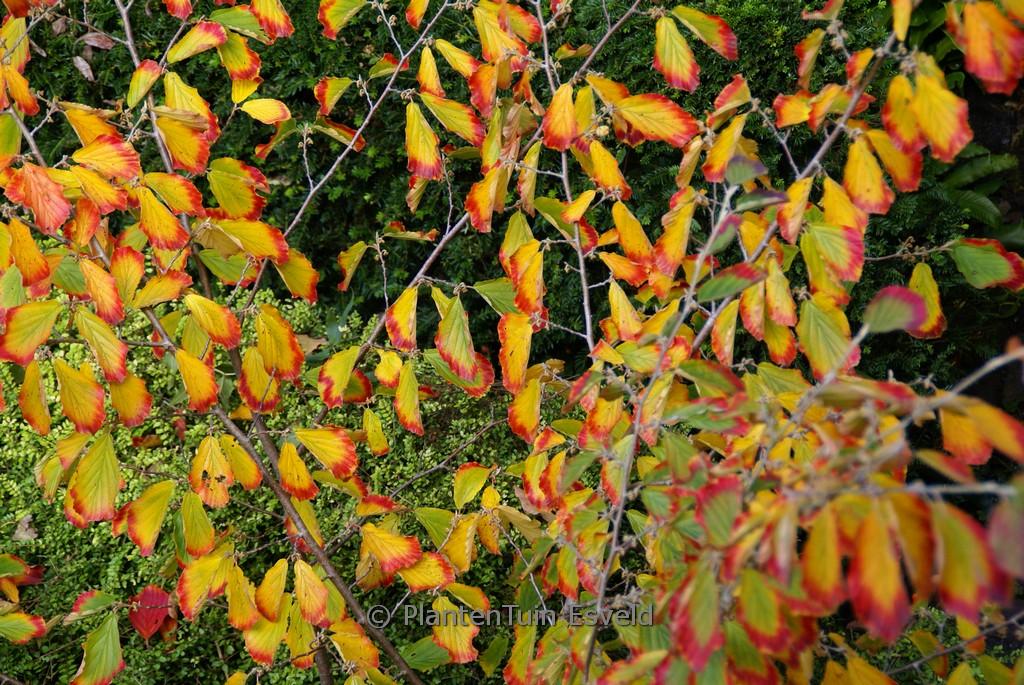 Hamamelis Intermedia 'westerstede' - View 37 from www redcrocus com