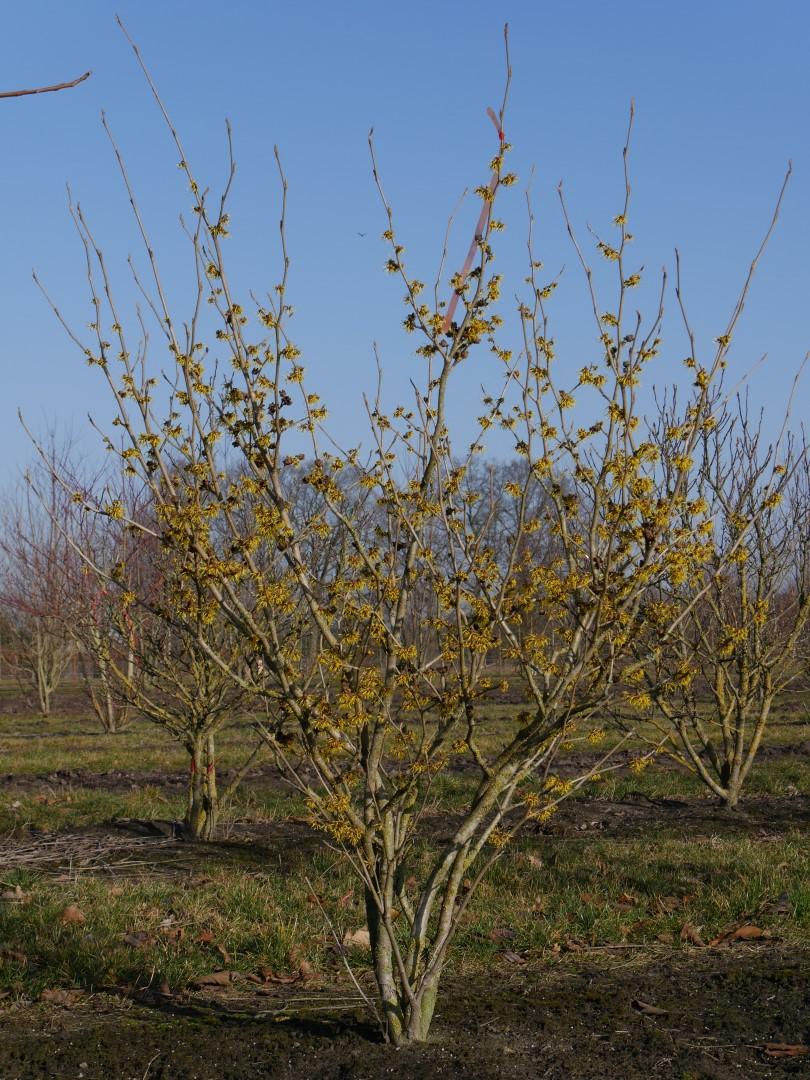 Hamamelis Intermedia 'westerstede' - View 5 from www redcrocus com