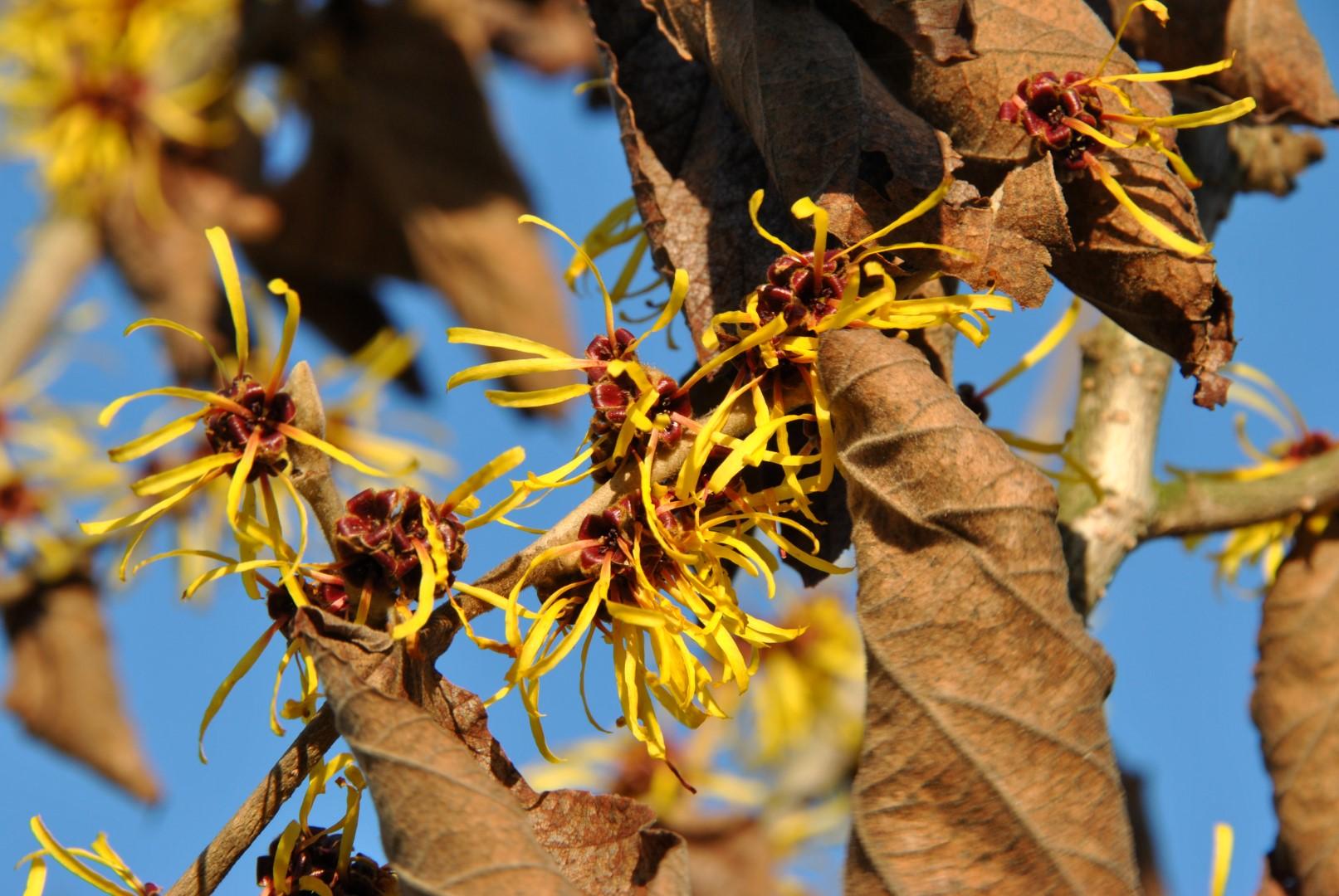 Hamamelis Intermedia 'westerstede' - View 8 from www redcrocus com