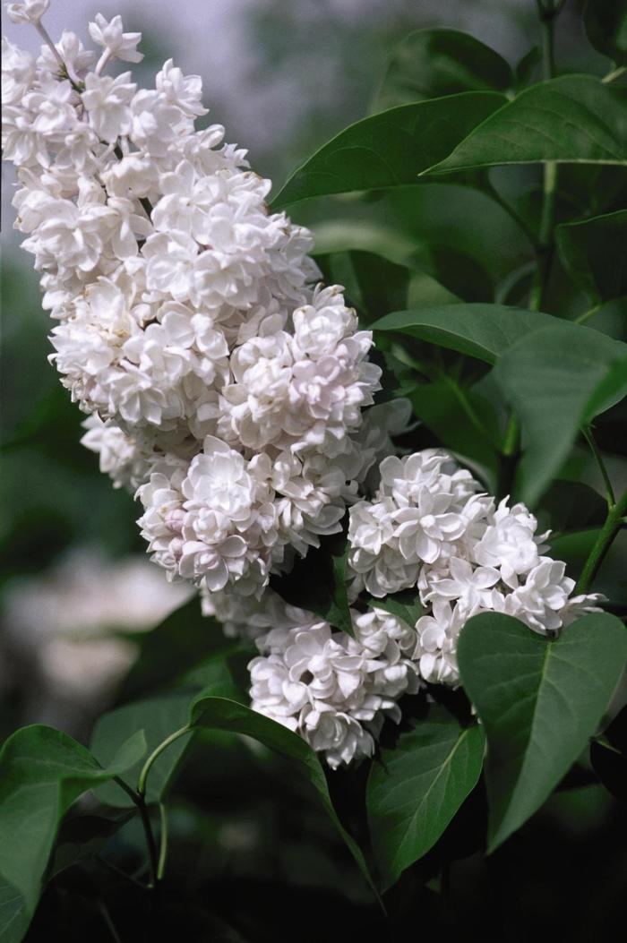 Syringa Vulgaris Krasavitsa Moskvy - View 10 from www redcrocus com