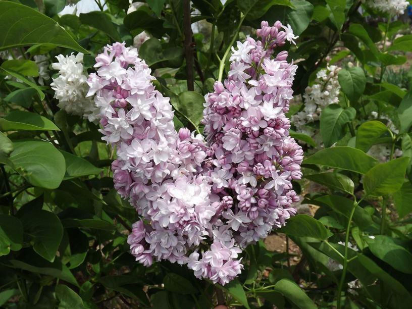 Syringa Vulgaris Krasavitsa Moskvy - View 11 from www redcrocus com