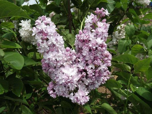 Syringa Vulgaris Krasavitsa Moskvy - View 11 from www redcrocus com