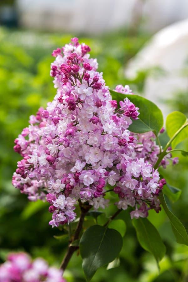 Syringa Vulgaris Krasavitsa Moskvy - View 12 from www redcrocus com