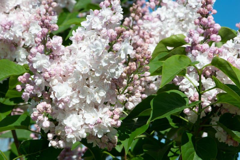 Syringa Vulgaris Krasavitsa Moskvy - View 13 from www redcrocus com
