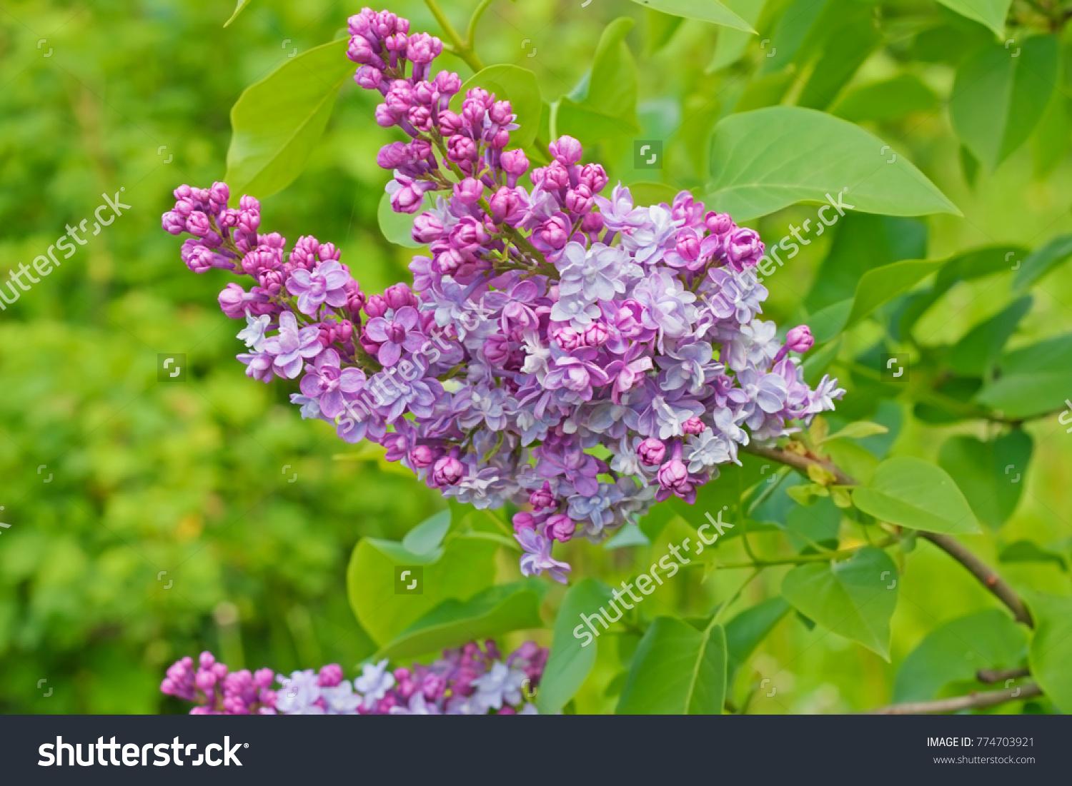 Syringa Vulgaris Krasavitsa Moskvy - View 16 from www redcrocus com