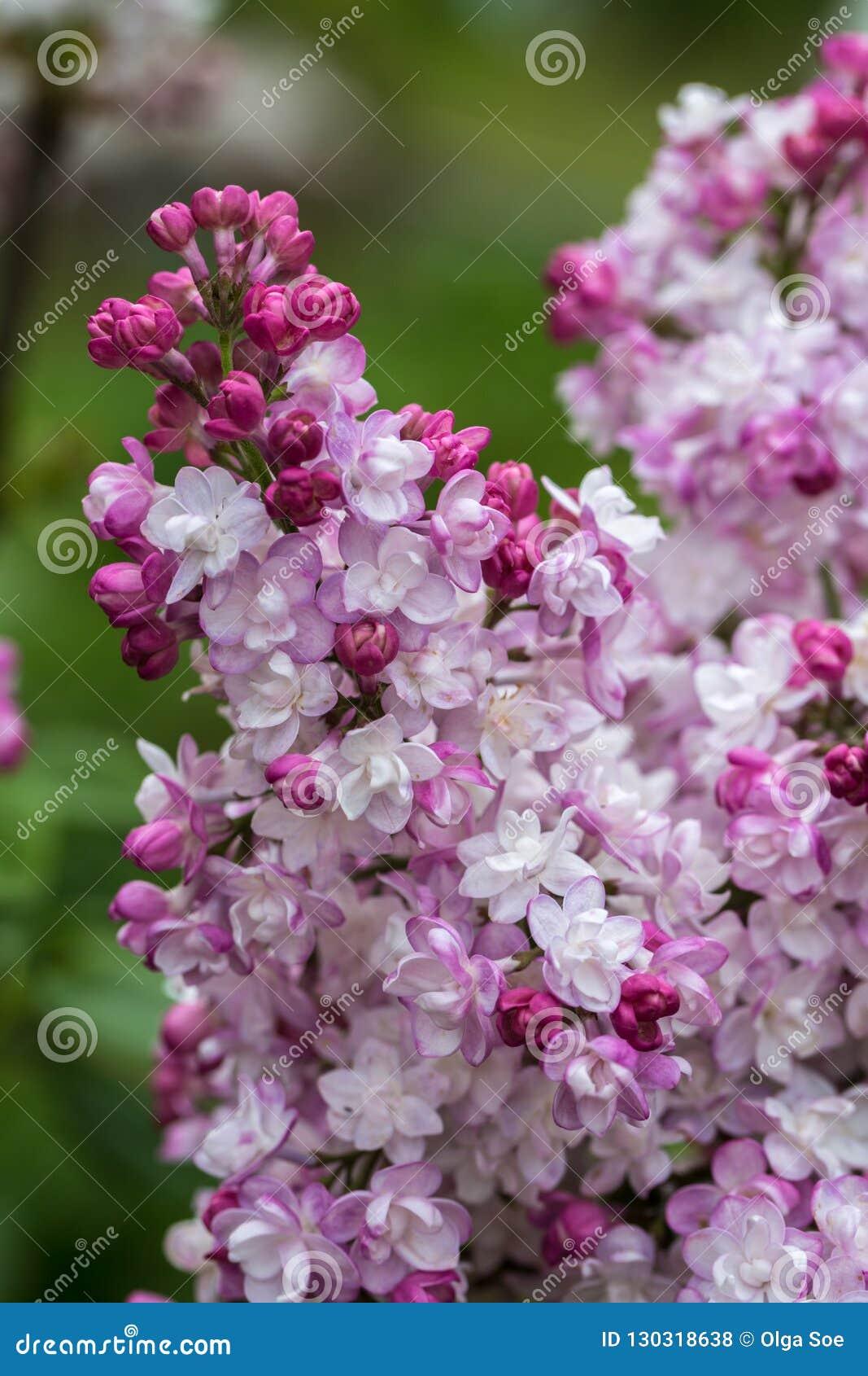 Syringa Vulgaris Krasavitsa Moskvy - View 17 from www redcrocus com