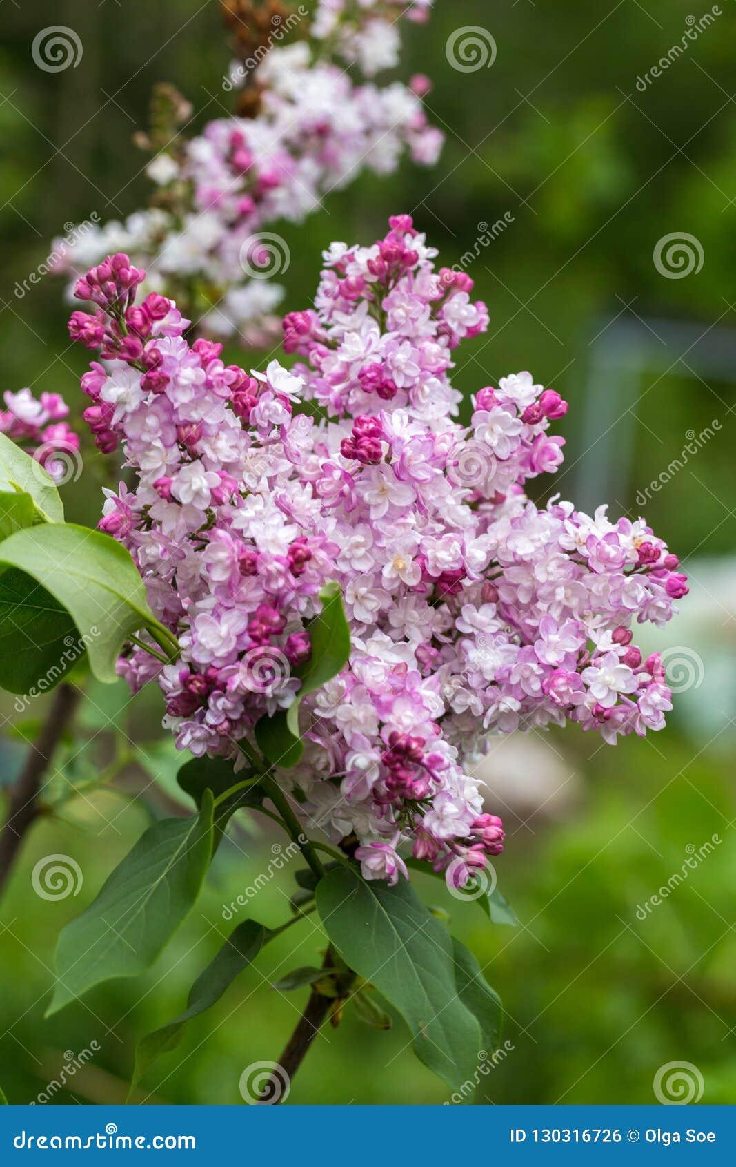 Syringa Vulgaris Krasavitsa Moskvy - View 19 from www redcrocus com
