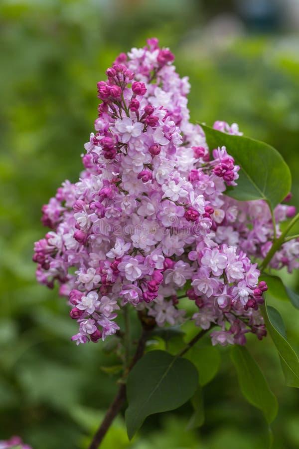 Syringa Vulgaris Krasavitsa Moskvy - View 20 from www redcrocus com