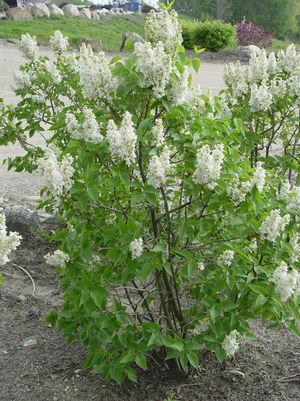 Syringa Vulgaris Krasavitsa Moskvy - View 7 from www redcrocus com