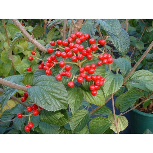 Viburnum Dilatatum Asian Beauty - View 10 from www redcrocus com