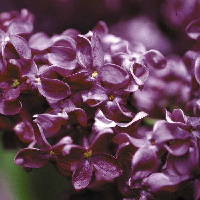 Syringa Vulgaris Monge - View 12 from www redcrocus com