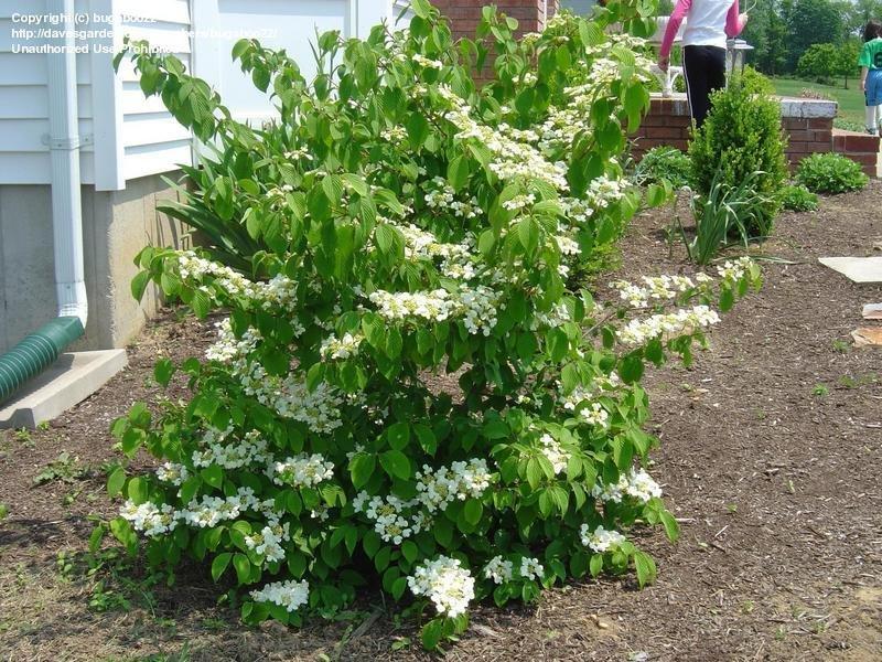 Viburnum Plicatum Var  Tomentosum Shasta - View 14 from www redcrocus com
