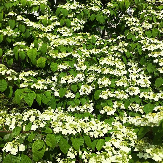 Viburnum Plicatum Var  Tomentosum Shasta - View 16 from www redcrocus com