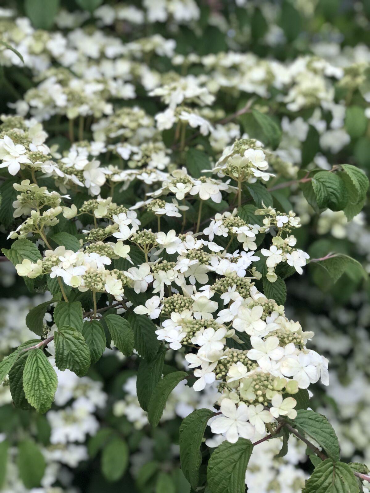 Viburnum Plicatum Var  Tomentosum Shasta - View 5 from www redcrocus com