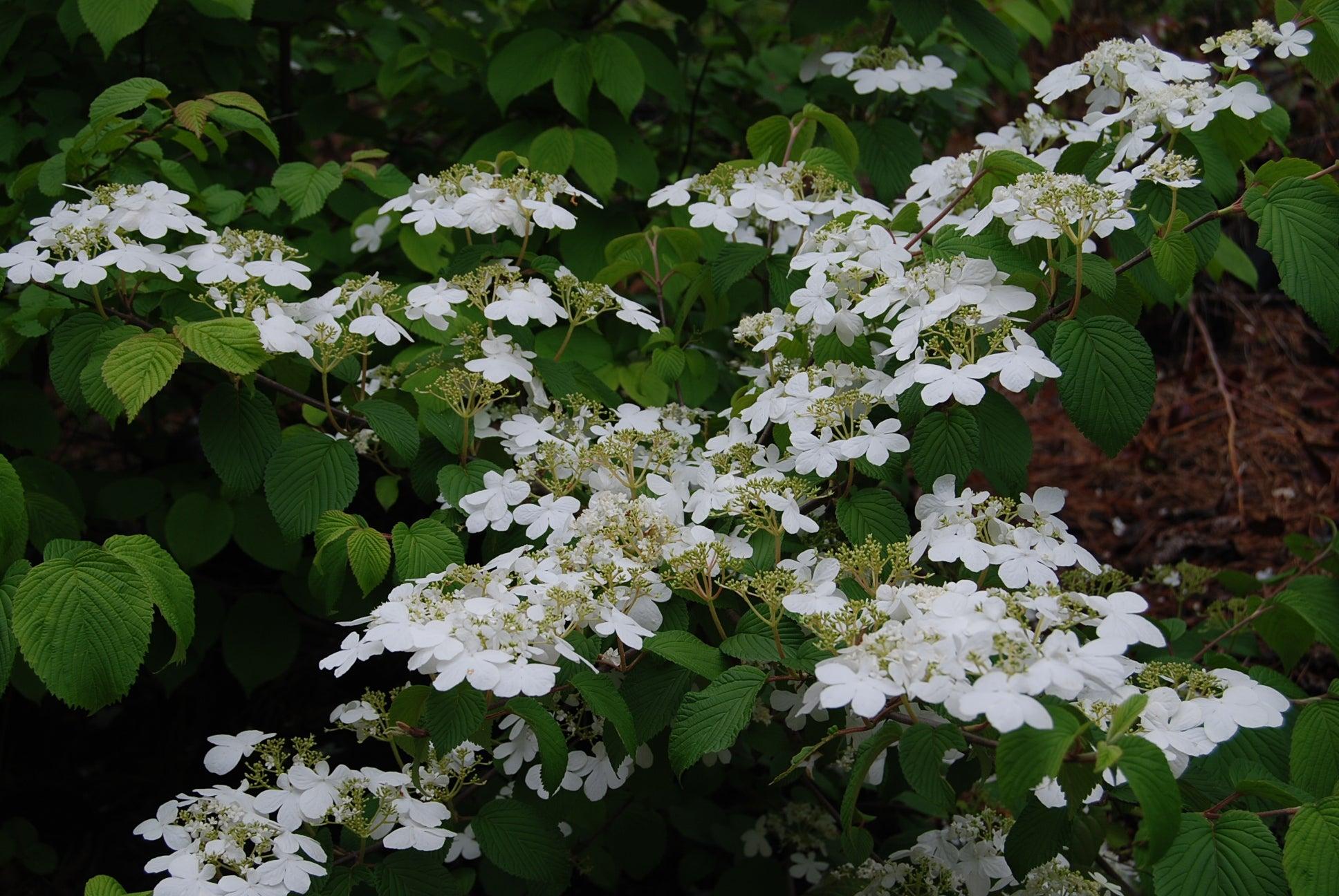 Viburnum Plicatum Var  Tomentosum Shasta - View 6 from www redcrocus com