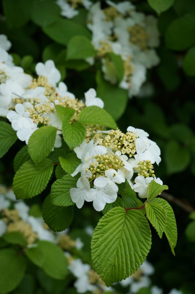 Viburnum Plicatum Var  Tomentosum Shasta - View 7 from www redcrocus com