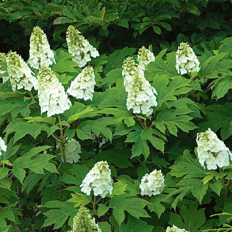 Hydrangea Quercifolia Snow Queen - View 1 from www redcrocus com
