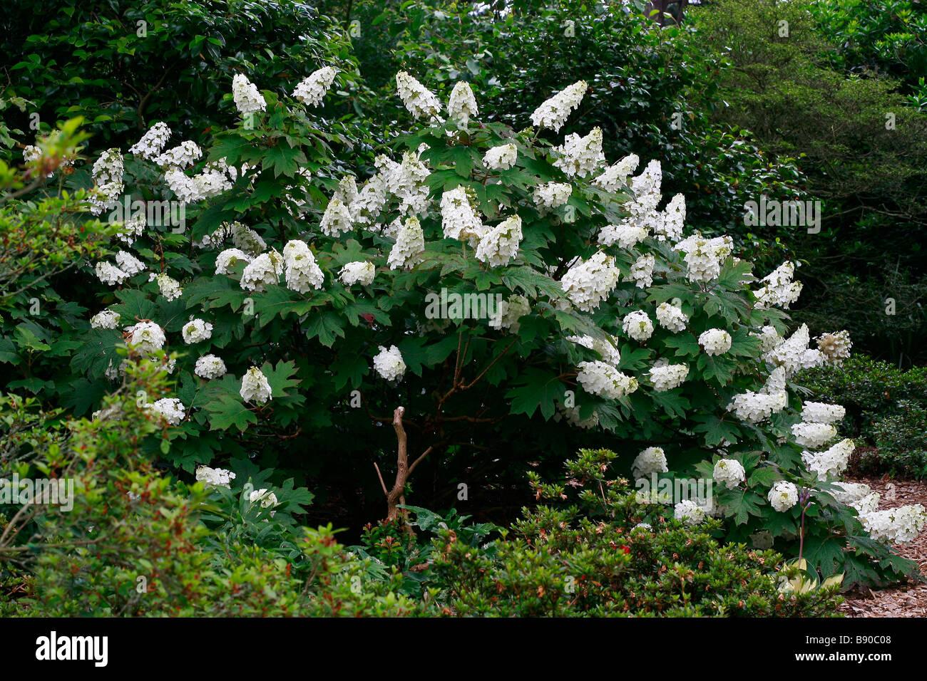 Hydrangea Quercifolia Snow Queen - View 3 from www redcrocus com