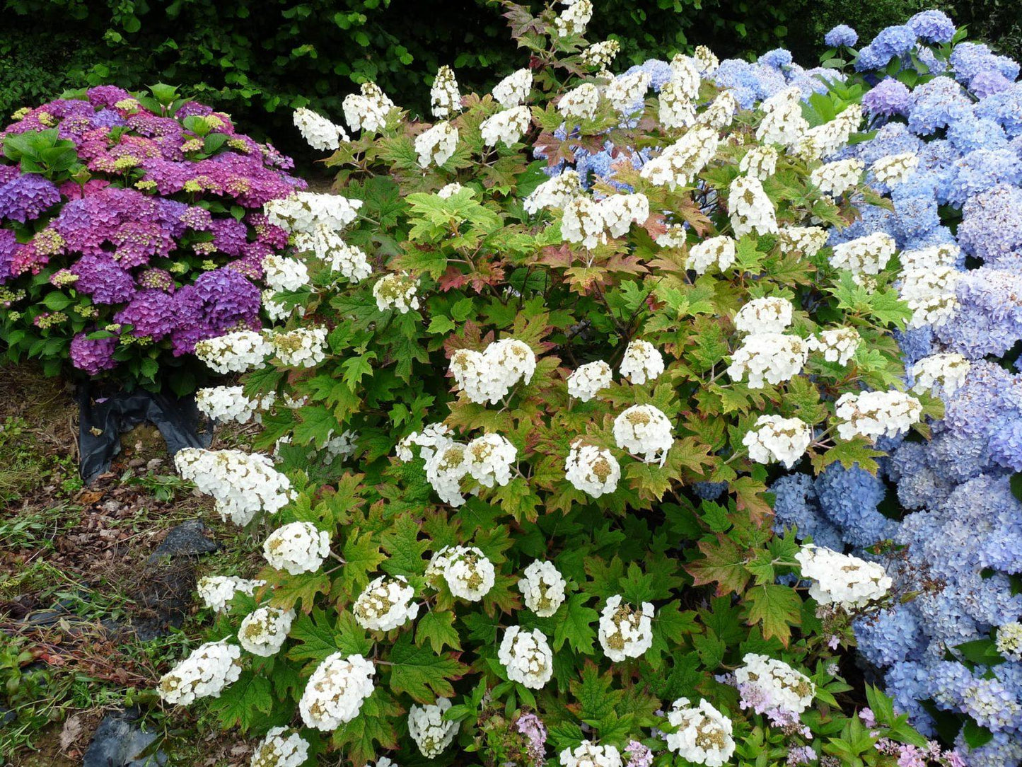 Hydrangea Quercifolia Snow Queen - View 5 from www redcrocus com