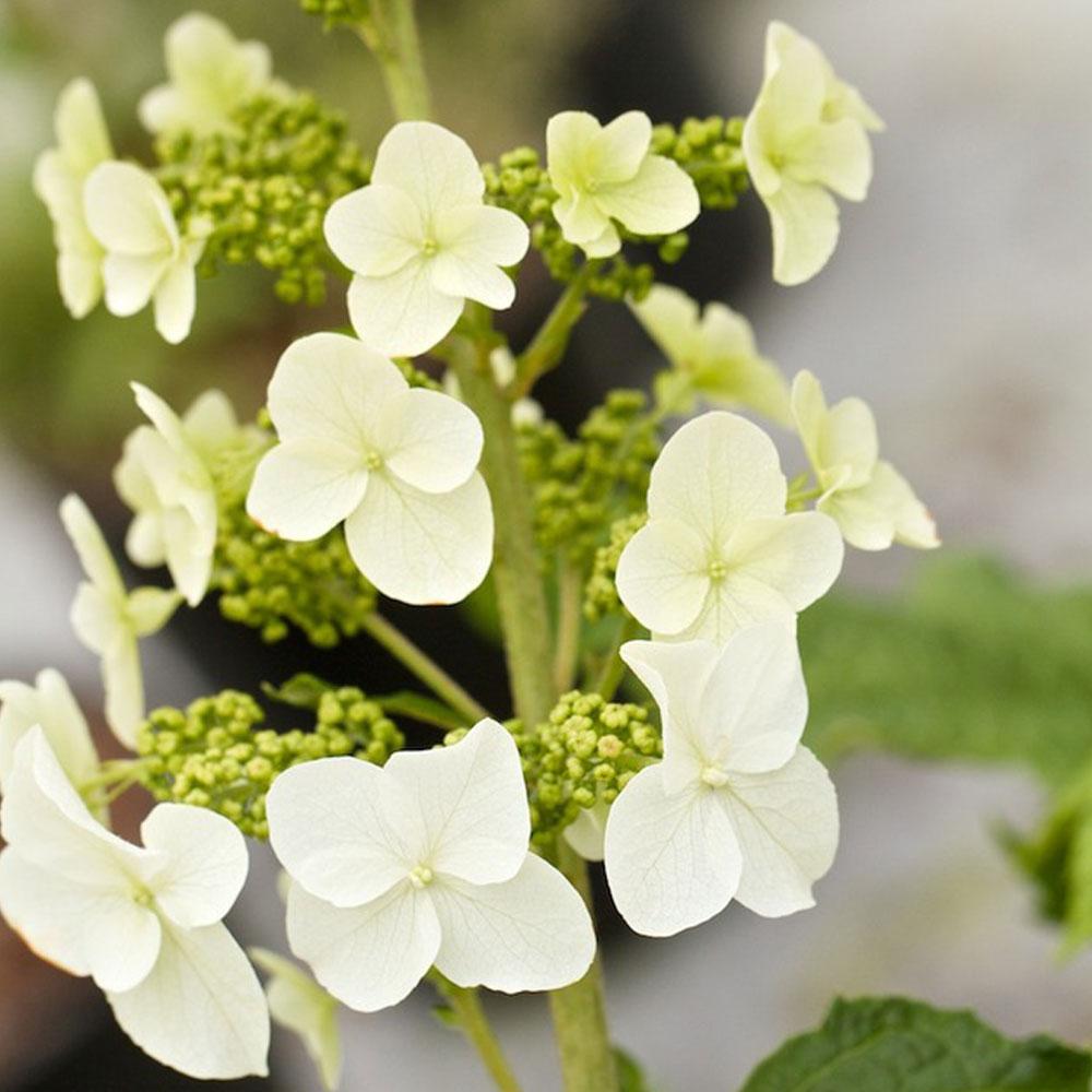 Hydrangea Quercifolia Snow Queen - View 7 from www redcrocus com
