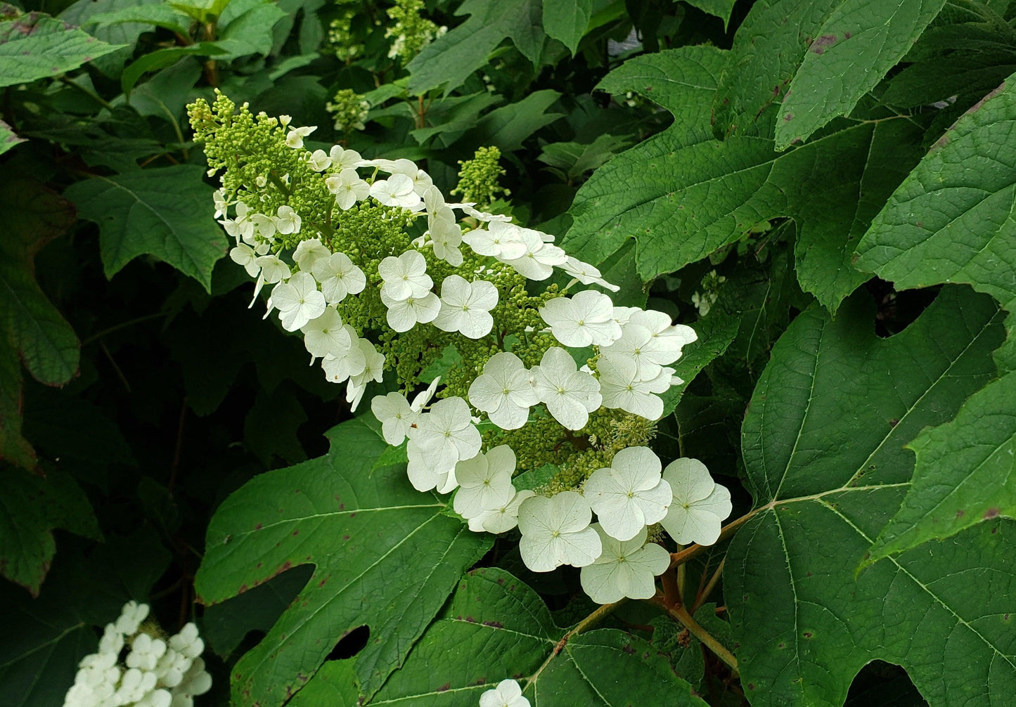 Hydrangea Quercifolia Snow Queen - View 8 from www redcrocus com