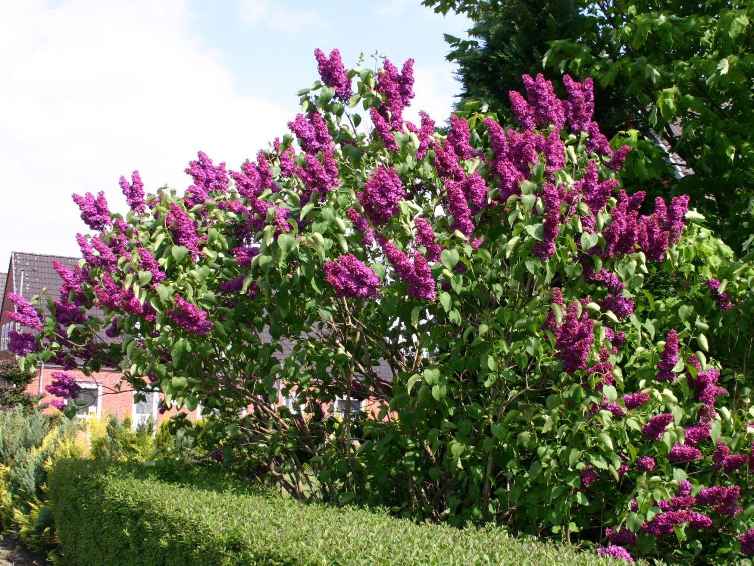 Syringa Vulgaris Ludwig Spaeth - View 4 from www redcrocus com