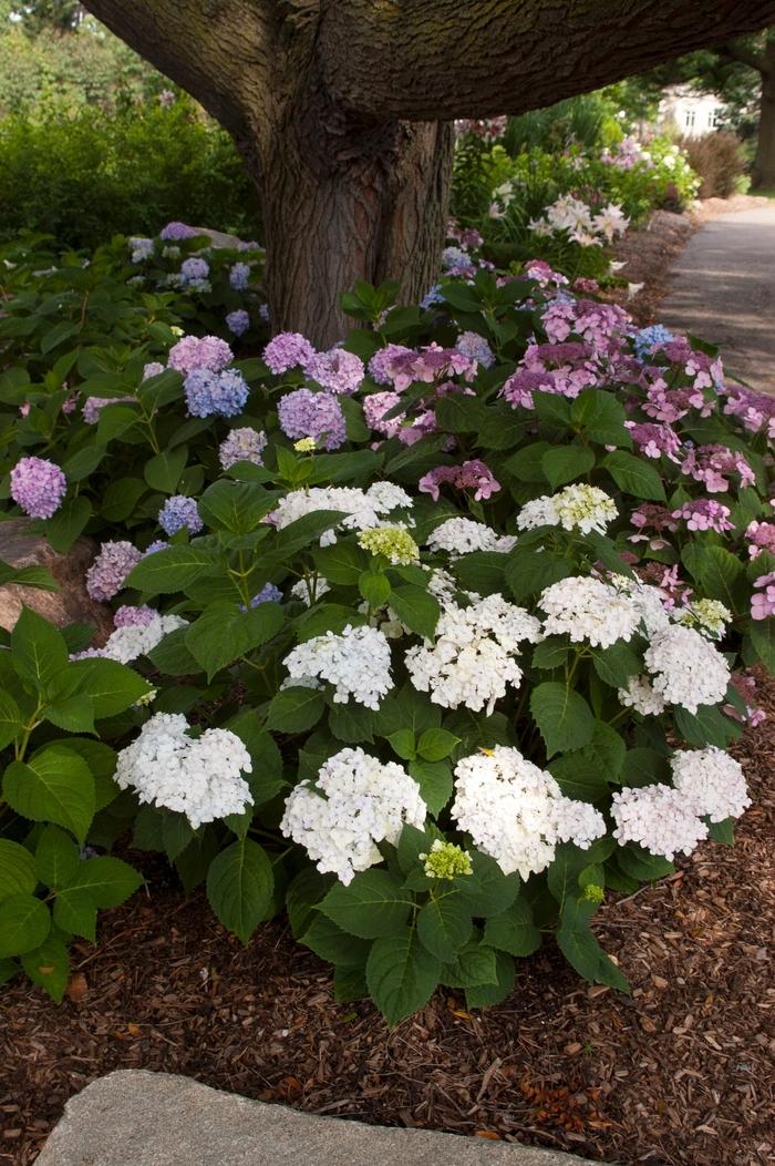 Hydrangea Macrophylla 'blushing Bride' - View 10 from www redcrocus com