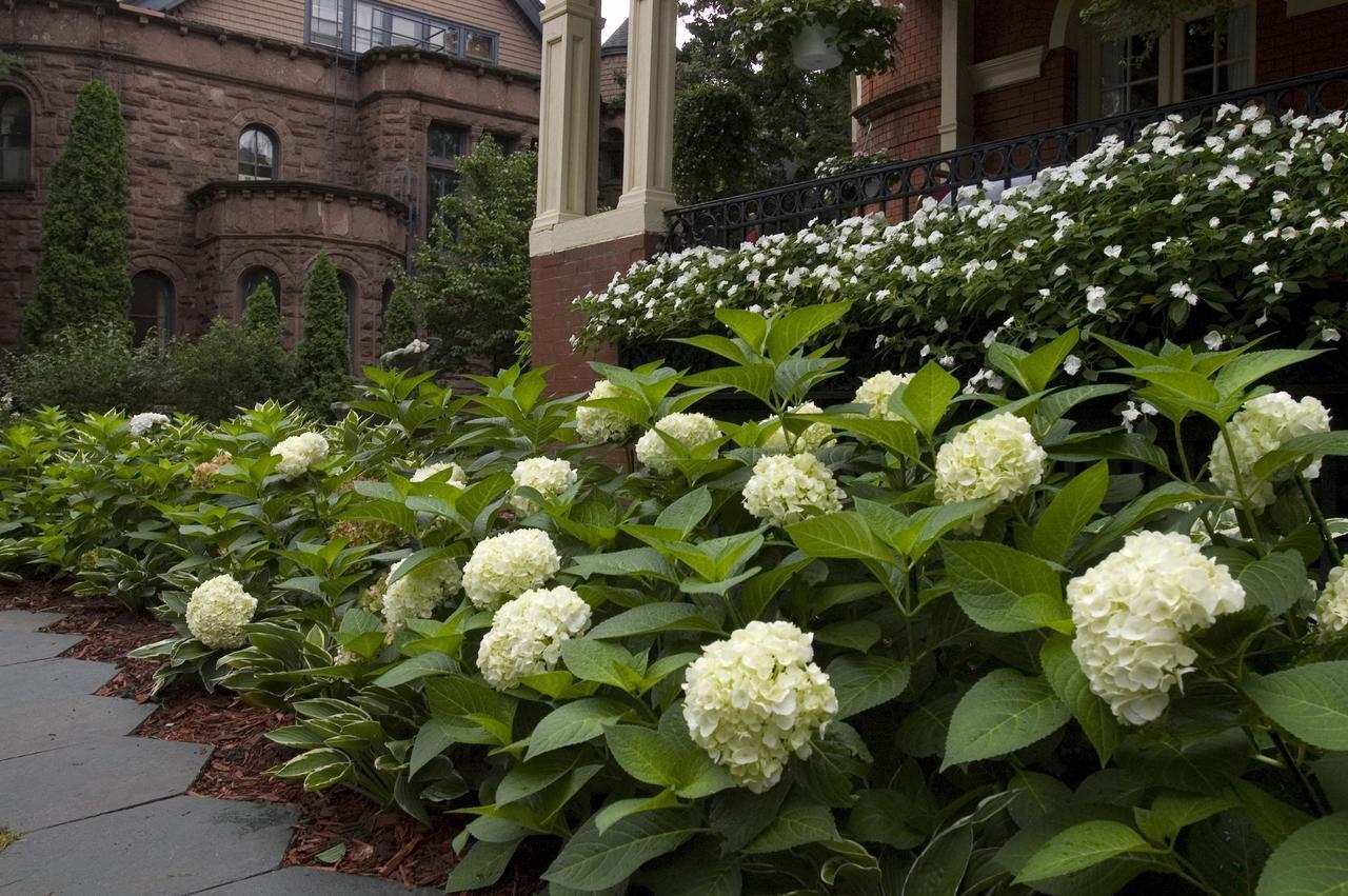 Hydrangea Macrophylla 'blushing Bride' - View 14 from www redcrocus com