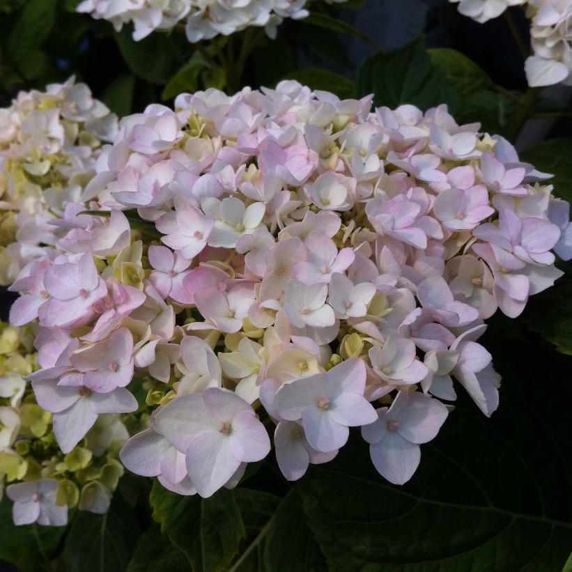 Hydrangea Macrophylla 'blushing Bride' - View 16 from www redcrocus com