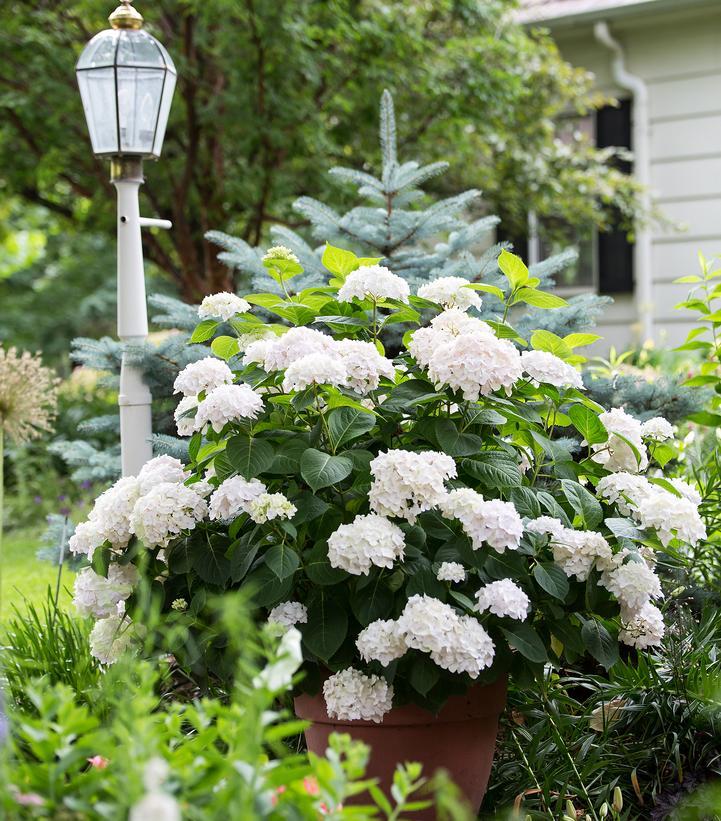 Hydrangea Macrophylla 'blushing Bride' - View 2 from www redcrocus com