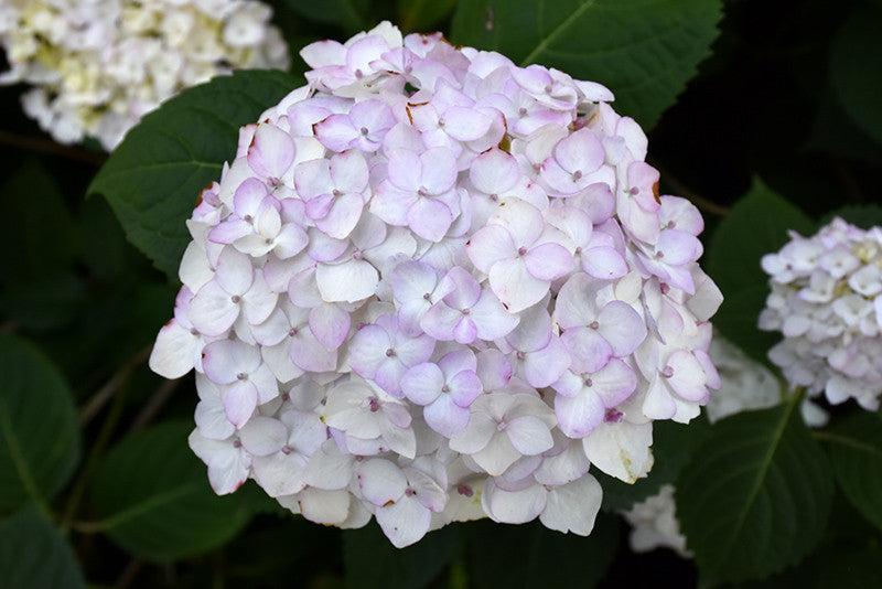 Hydrangea Macrophylla 'blushing Bride' - View 3 from www redcrocus com