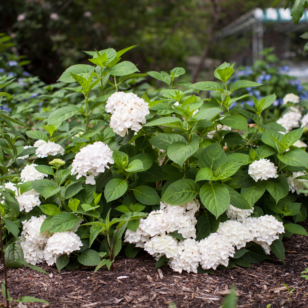 Hydrangea Macrophylla 'blushing Bride' - View 4 from www redcrocus com