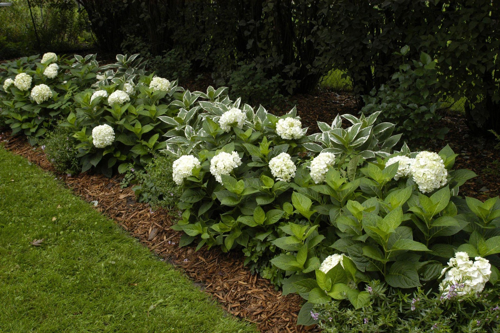 Hydrangea Macrophylla 'blushing Bride' - View 6 from www redcrocus com