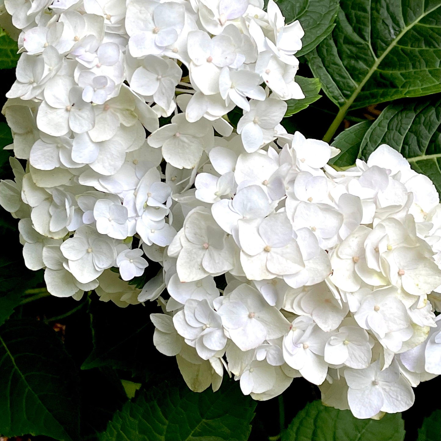 Hydrangea Macrophylla 'blushing Bride' - View 7 from www redcrocus com
